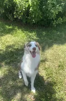 Bailey, a female Australian Shepherd for sale in Homestead Base, FL – 2 of 4