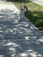 Bailey, a female Australian Shepherd for sale in Homestead Base, FL – 4 of 4