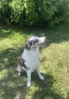 Bailey, a female Australian Shepherd for sale in Homestead Base, FL – 3 of 4