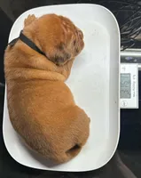 Full AKC Male Available Now , a male Dogue de Bordeaux for sale in Kokomo, IN – 4 of 5