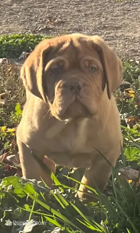 Old School's Classic Ivan  – Dogue de Bordeaux puppy for sale in Kokomo, IN
