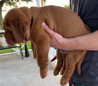 Full AKC Male Ajax , a male Dogue de Bordeaux for sale in Kokomo, IN – 9 of 10