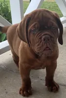 Full AKC Male Ajax , a male Dogue de Bordeaux for sale in Kokomo, IN – 5 of 10