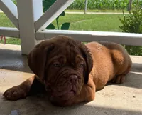 Full AKC Male Ajax , a male Dogue de Bordeaux for sale in Kokomo, IN – 7 of 10
