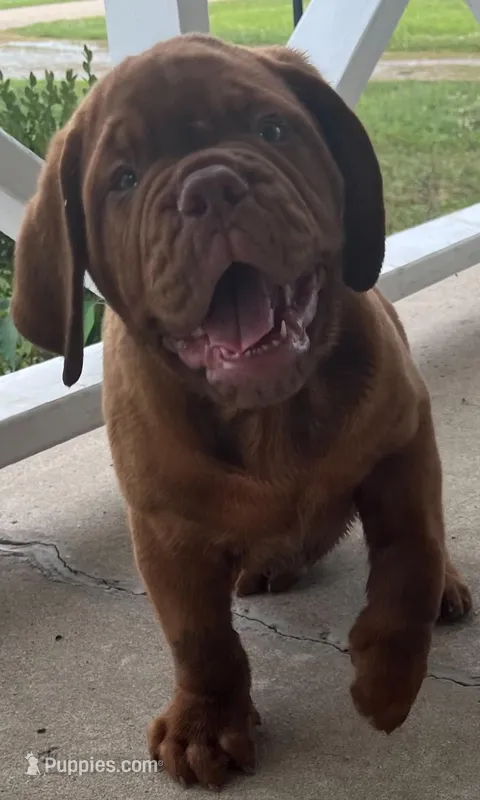 Full AKC Male Ajax  – Dogue de Bordeaux puppy for sale in Kokomo, IN