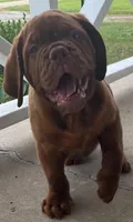 Full AKC Male Ajax , a male Dogue de Bordeaux for sale in Kokomo, IN – 1 of 10