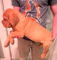 Old School's Classic Ivan , a male Dogue de Bordeaux for sale in Kokomo, IN – 5 of 6