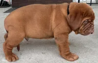Full AKC Male Ajax , a male Dogue de Bordeaux for sale in Kokomo, IN – 4 of 10