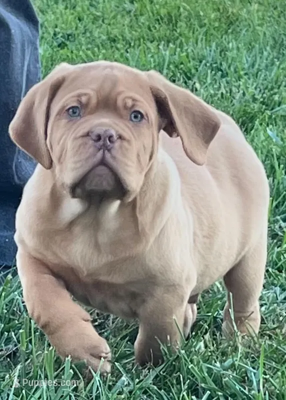 Old School's Classic Ivan  – Dogue de Bordeaux puppy for sale in Kokomo, IN