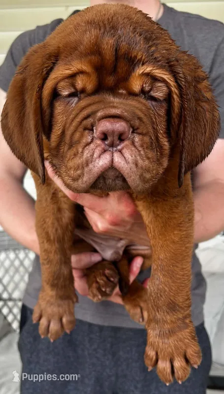 Full AKC Male Ajax  – Dogue de Bordeaux puppy for sale in Kokomo, IN
