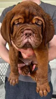 Full AKC Male Ajax , a male Dogue de Bordeaux for sale in Kokomo, IN – 2 of 10