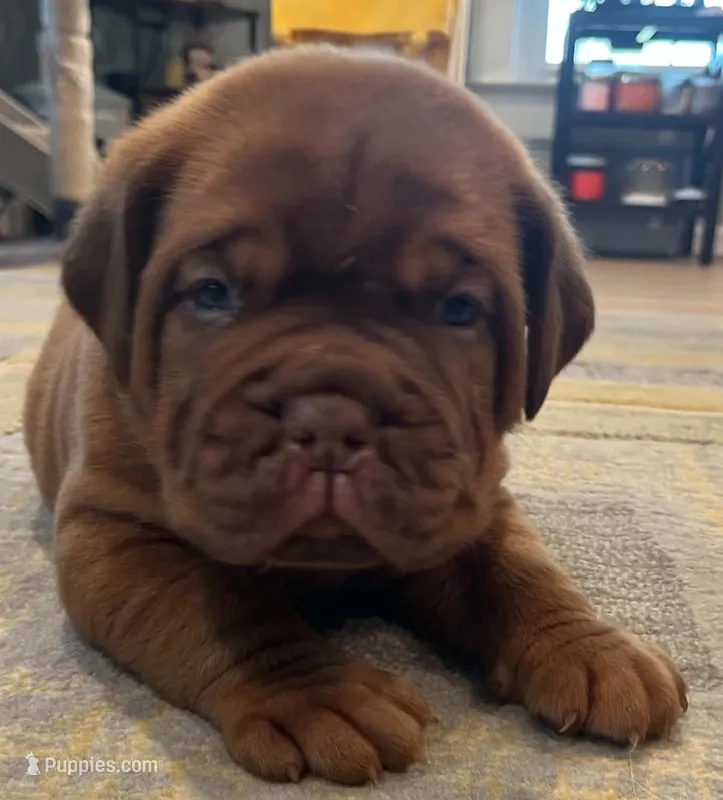 Full AKC Male Ajax  – Dogue de Bordeaux puppy for sale in Kokomo, IN