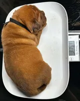 Full AKC Male Available Now , a male Dogue de Bordeaux for sale in Kokomo, IN – 5 of 5