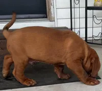 Full AKC Male Ajax , a male Dogue de Bordeaux for sale in Kokomo, IN – 6 of 10
