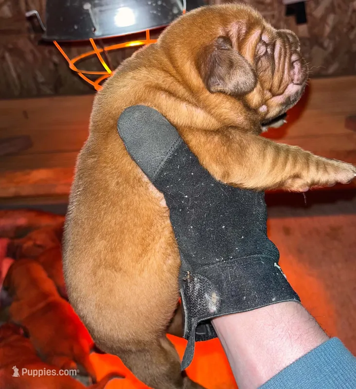 Full AKC Male Available Now  – Dogue de Bordeaux puppy for sale in Kokomo, IN