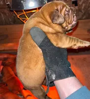 Full AKC Male Available Now , a male Dogue de Bordeaux for sale in Kokomo, IN – 1 of 5