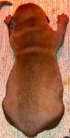 Full AKC Male Available Now , a male Dogue de Bordeaux for sale in Kokomo, IN – 3 of 5
