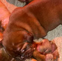 Full AKC Male Available Now , a male Dogue de Bordeaux for sale in Kokomo, IN – 2 of 5