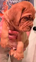 Old School's Classic Ivan , a male Dogue de Bordeaux for sale in Kokomo, IN – 2 of 6