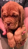 Old School's Classic Ivan , a male Dogue de Bordeaux for sale in Kokomo, IN – 6 of 6