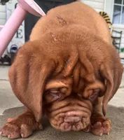 Full AKC Male Ajax , a male Dogue de Bordeaux for sale in Kokomo, IN – 8 of 10