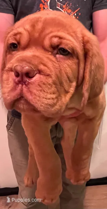 Old School's Classic Ivan  – Dogue de Bordeaux puppy for sale in Kokomo, IN