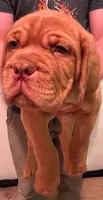 Old School's Classic Ivan , a male Dogue de Bordeaux for sale in Kokomo, IN – 1 of 6