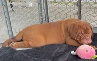 Full AKC Male Ajax , a male Dogue de Bordeaux for sale in Kokomo, IN – 3 of 10