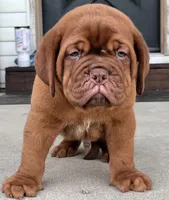 Full AKC Male Ajax , a male Dogue de Bordeaux for sale in Kokomo, IN – 10 of 10