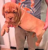 Old School's Classic Ivan , a male Dogue de Bordeaux for sale in Kokomo, IN – 3 of 6