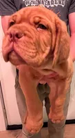 Old School's Classic Ivan , a male Dogue de Bordeaux for sale in Kokomo, IN – 4 of 6