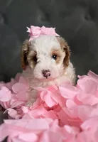 Bella, a female Havapoo for sale in Arvada, CO – 2 of 2