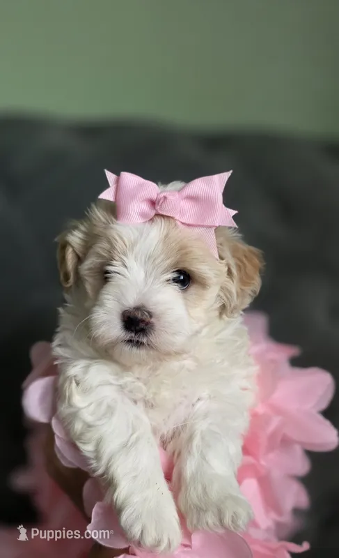 Bella – Havapoo puppy for sale in Arvada, CO
