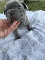 Ruby, a female French Bulldog for sale in Westminster, CA – 1 of 3