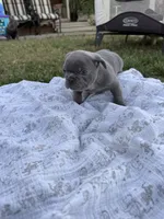 Ruby, a female French Bulldog for sale in Westminster, CA – 2 of 3