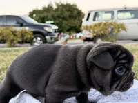 Brownie, a male French Bulldog for sale in Westminster, CA – 5 of 5