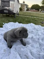 Ruby, a female French Bulldog for sale in Westminster, CA – 3 of 3