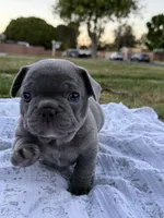 Messi, a male French Bulldog for sale in Westminster, CA – 3 of 4