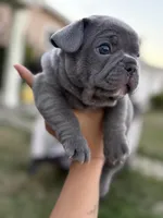 Messi, a male French Bulldog for sale in Westminster, CA – 1 of 4