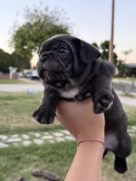 Moe, a male French Bulldog for sale in Westminster, CA – 2 of 2