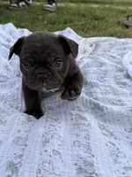 Moe, a male French Bulldog for sale in Westminster, CA – 1 of 2