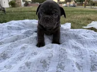 Brownie, a male French Bulldog for sale in Westminster, CA – 4 of 5