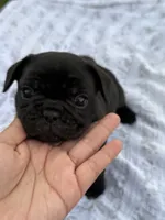 Bonnie, a female French Bulldog for sale in Westminster, CA – 2 of 3