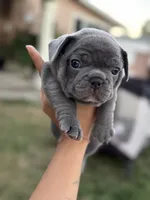 Bluey, a female French Bulldog for sale in Westminster, CA – 4 of 4