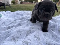 Brownie, a male French Bulldog for sale in Westminster, CA – 2 of 5