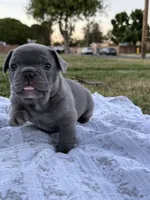 Bluey, a female French Bulldog for sale in Westminster, CA – 3 of 4