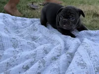 Brownie, a male French Bulldog for sale in Westminster, CA – 3 of 5