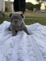 Wendy, a female French Bulldog for sale in Westminster, CA – 1 of 2
