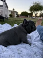 Bluey, a female French Bulldog for sale in Westminster, CA – 2 of 4