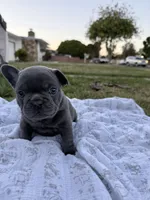 Bluey, a female French Bulldog for sale in Westminster, CA – 1 of 4